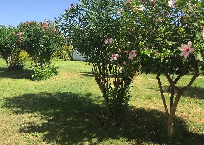 Hola Vulcano (Isola)